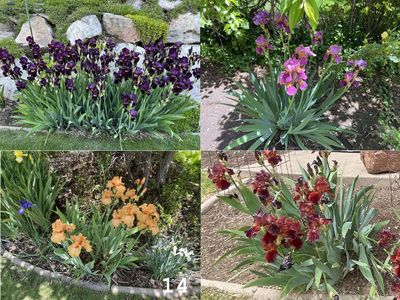 17 COLORS of Bearded IRIS Rhizomes SEE PHOTOS