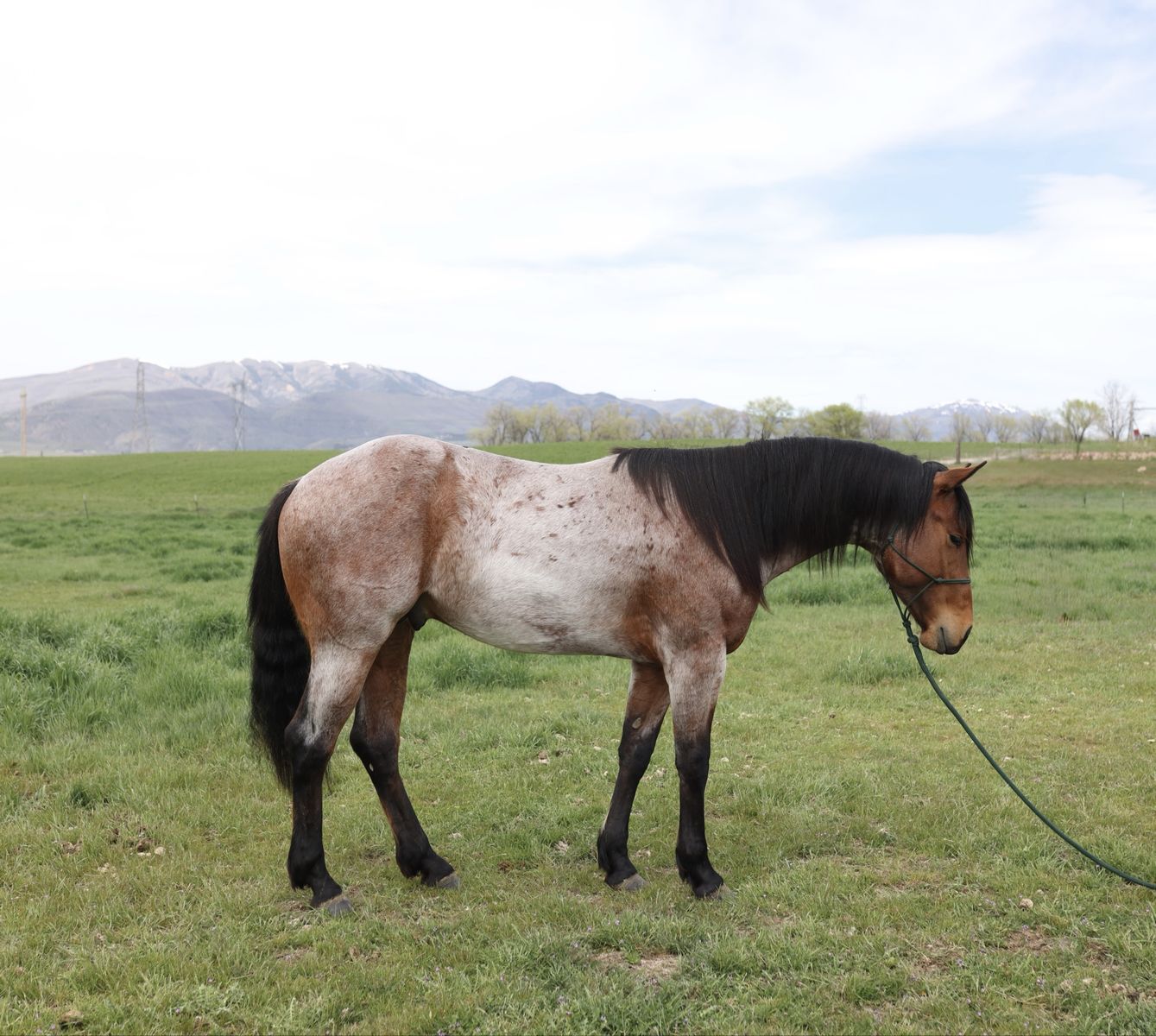 2026 Breed to Blue Valentine/Driftwood Stallion
