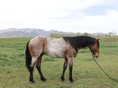 2026 Breed to Blue Valentine/Driftwood Stallion