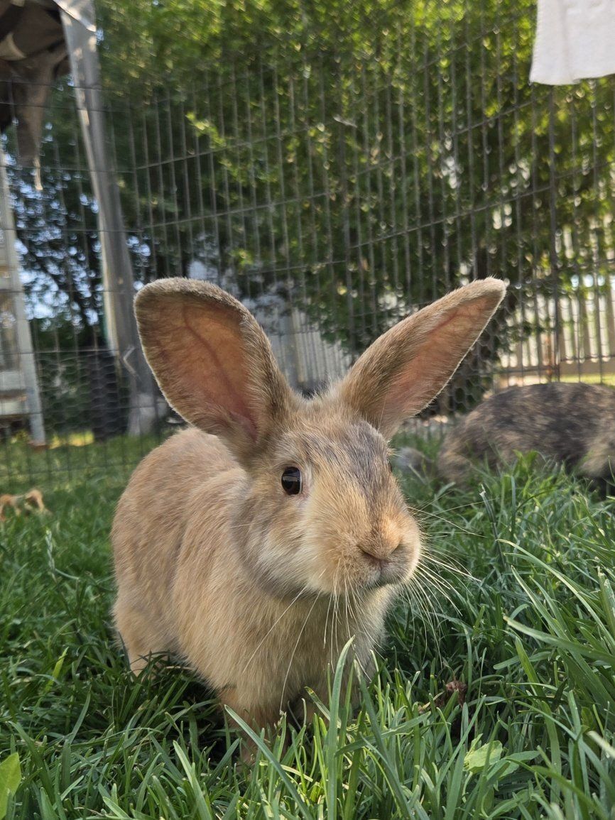 English Angora Harlequin Mix Bunny Rabbit