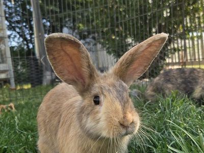 English Angora Harlequin Mix Bunny Rabbit