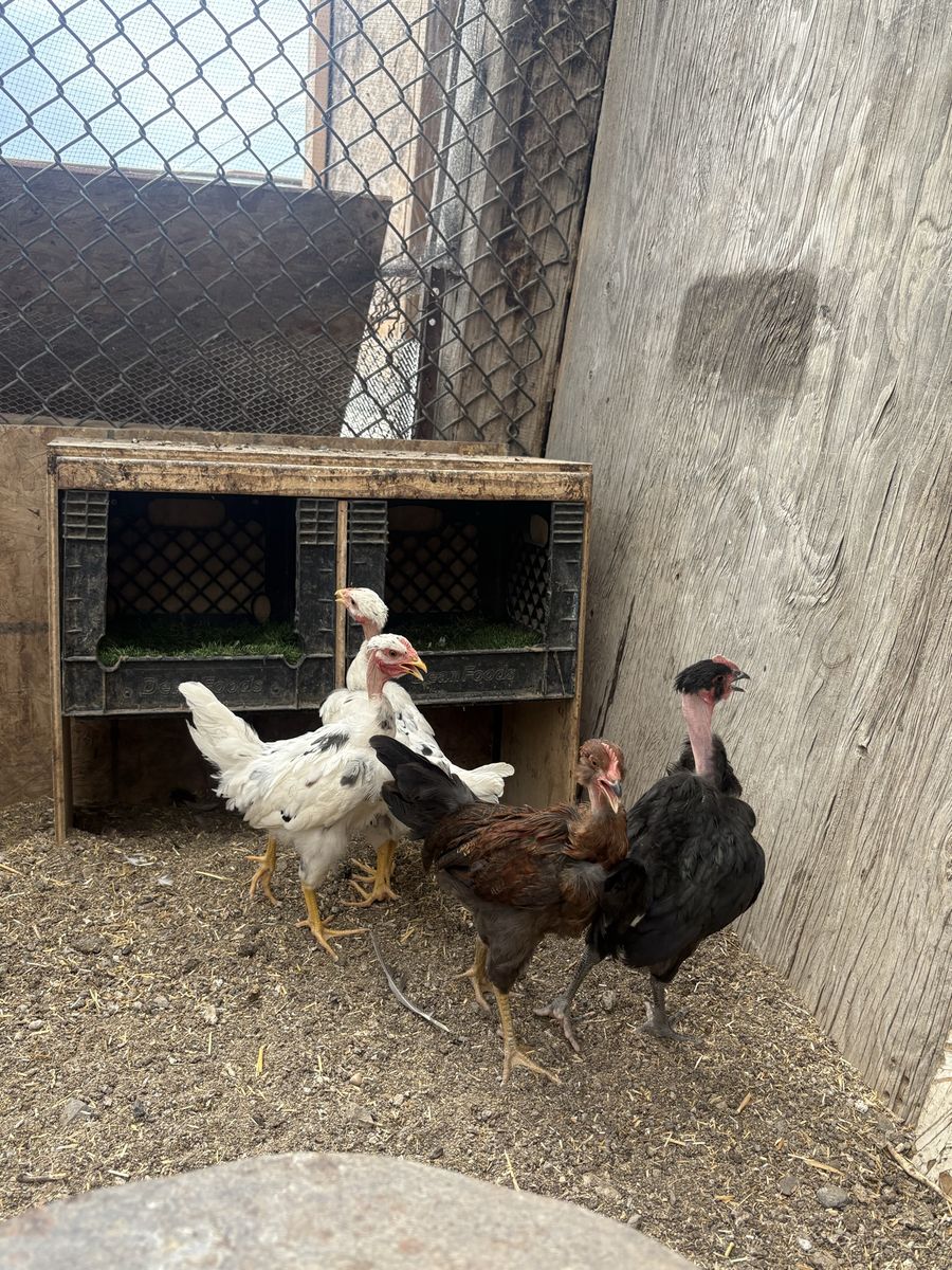 Naked Neck Chickens OBO