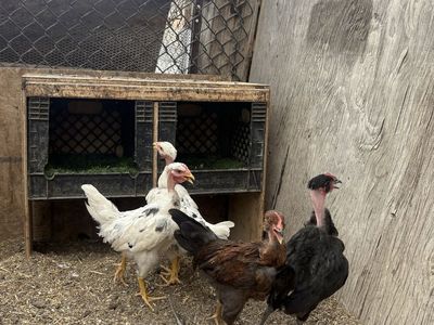 Naked Neck Chickens OBO
