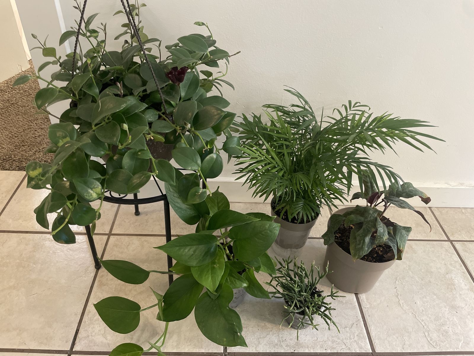 Houseplants 