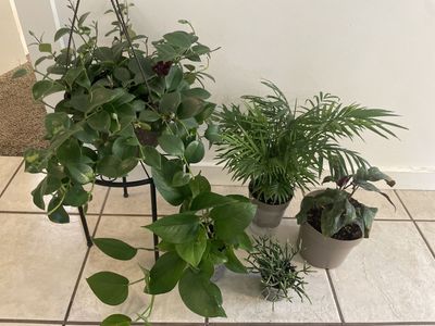 Houseplants