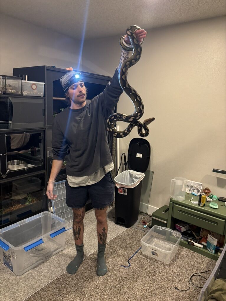 Dwarf reticulated python