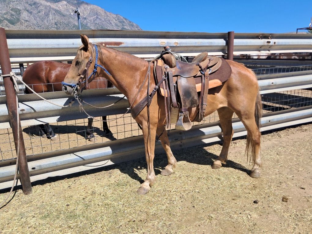 Trail/Ranch Horse
