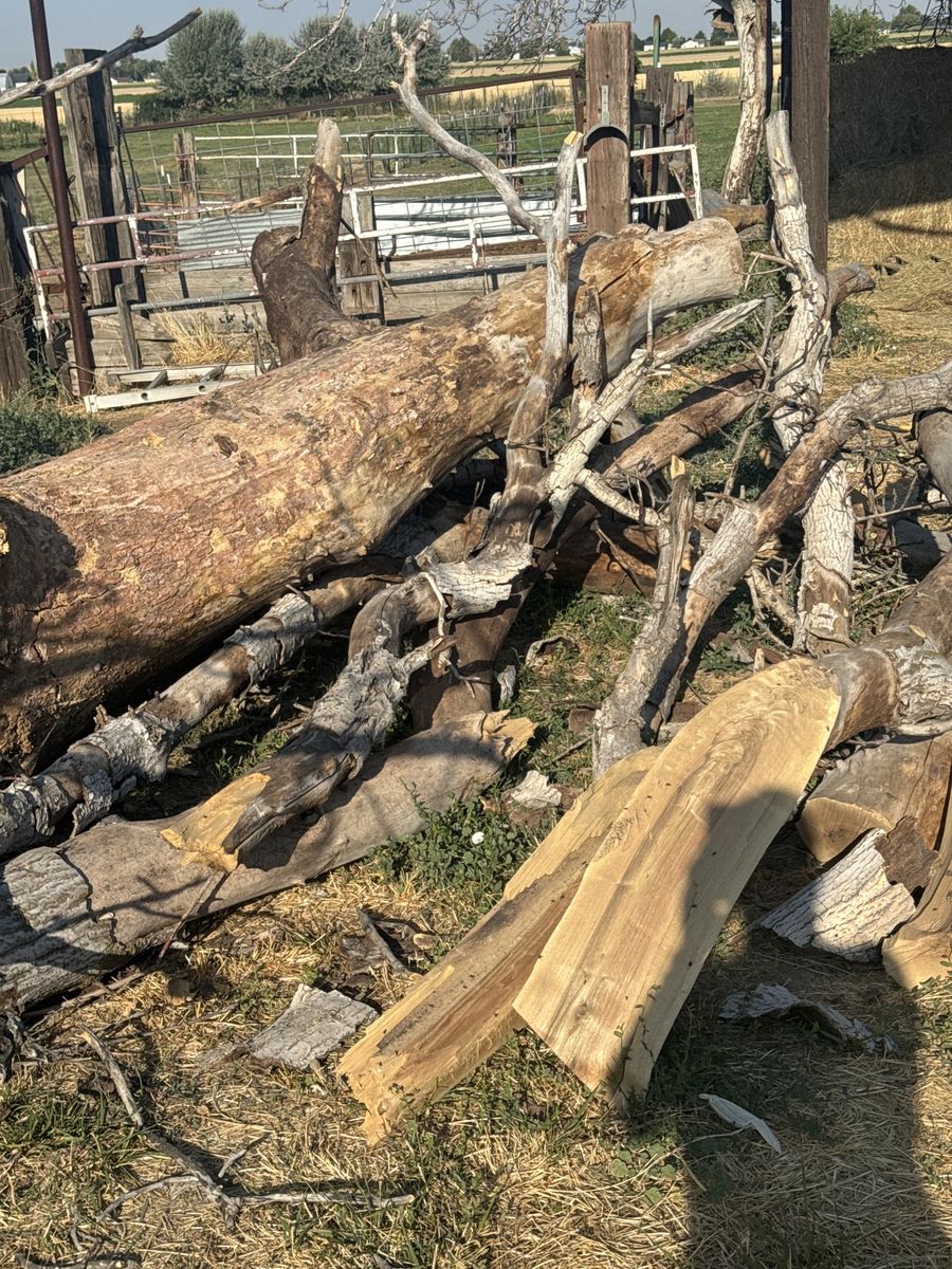 Dead Black Walnut Tree Wood