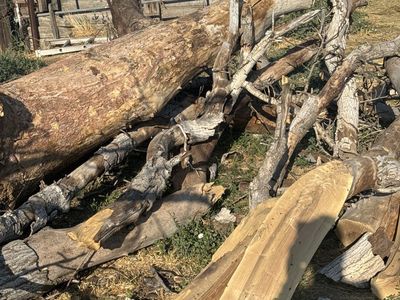 Dead Black Walnut Tree Wood
