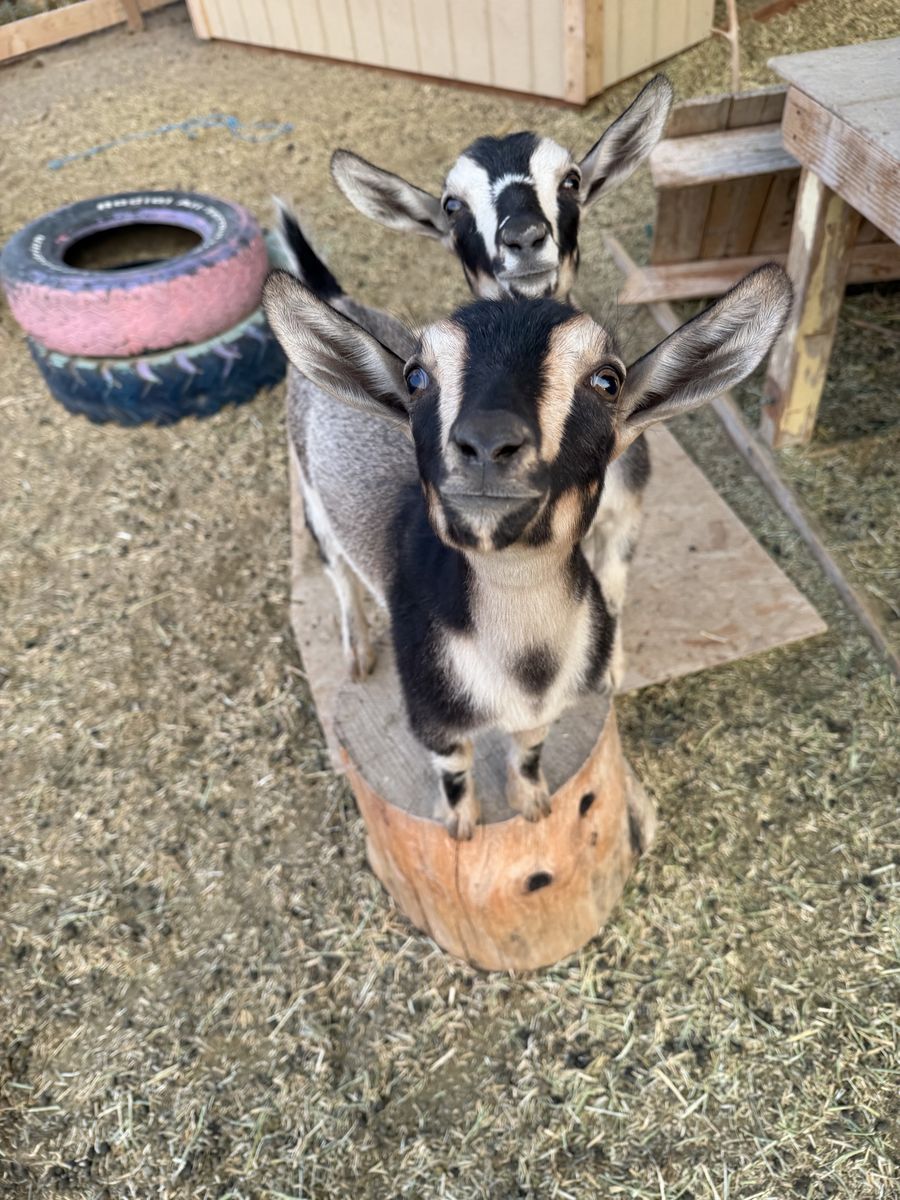Buckskin Nigerian Dwarf Doeling
