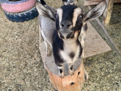 Buckskin Nigerian Dwarf Doeling