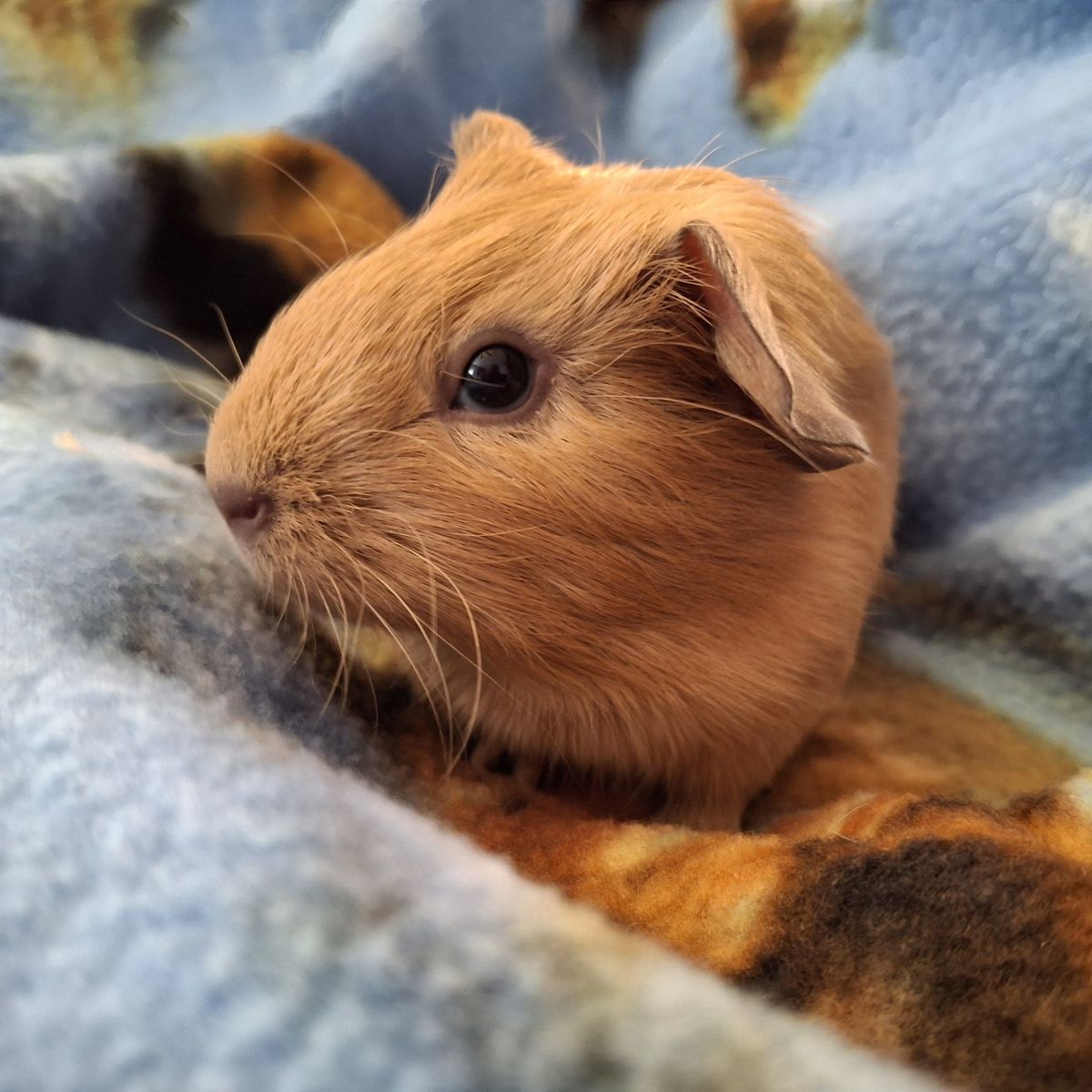 Baby Guinea Pig: Turbo