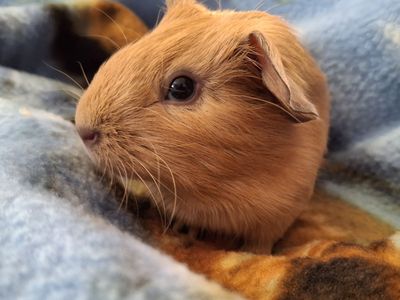 Baby Guinea Pig: Turbo