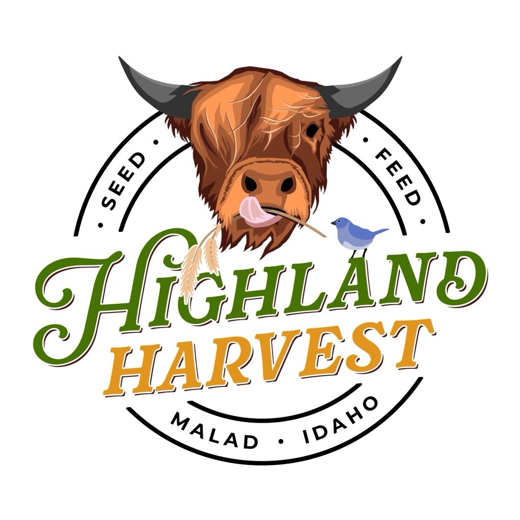 Looking To Buy Safflower