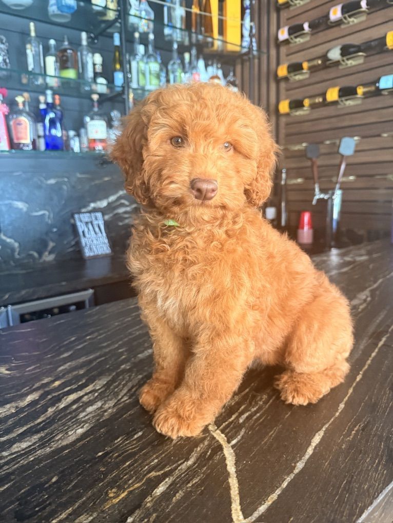 Stunning Deep red Mini Goldendoodle Female