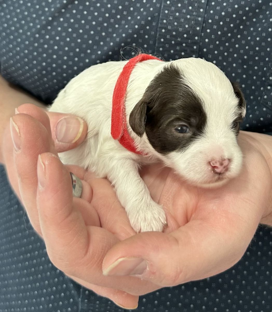 6 Pooshi Puppies Updated Pictures