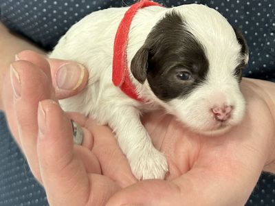 6 Pooshi Puppies Updated Pictures