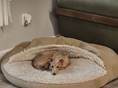 Italian Greyhound