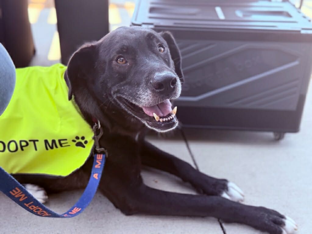 Older Lab Mix for Adoption