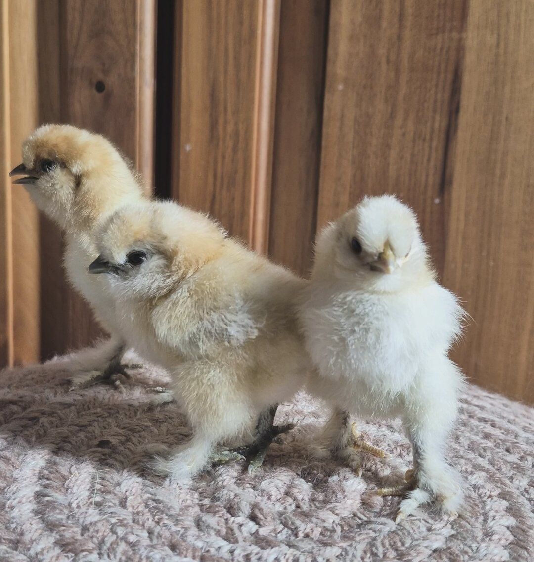 Silkie Chicks Available!!