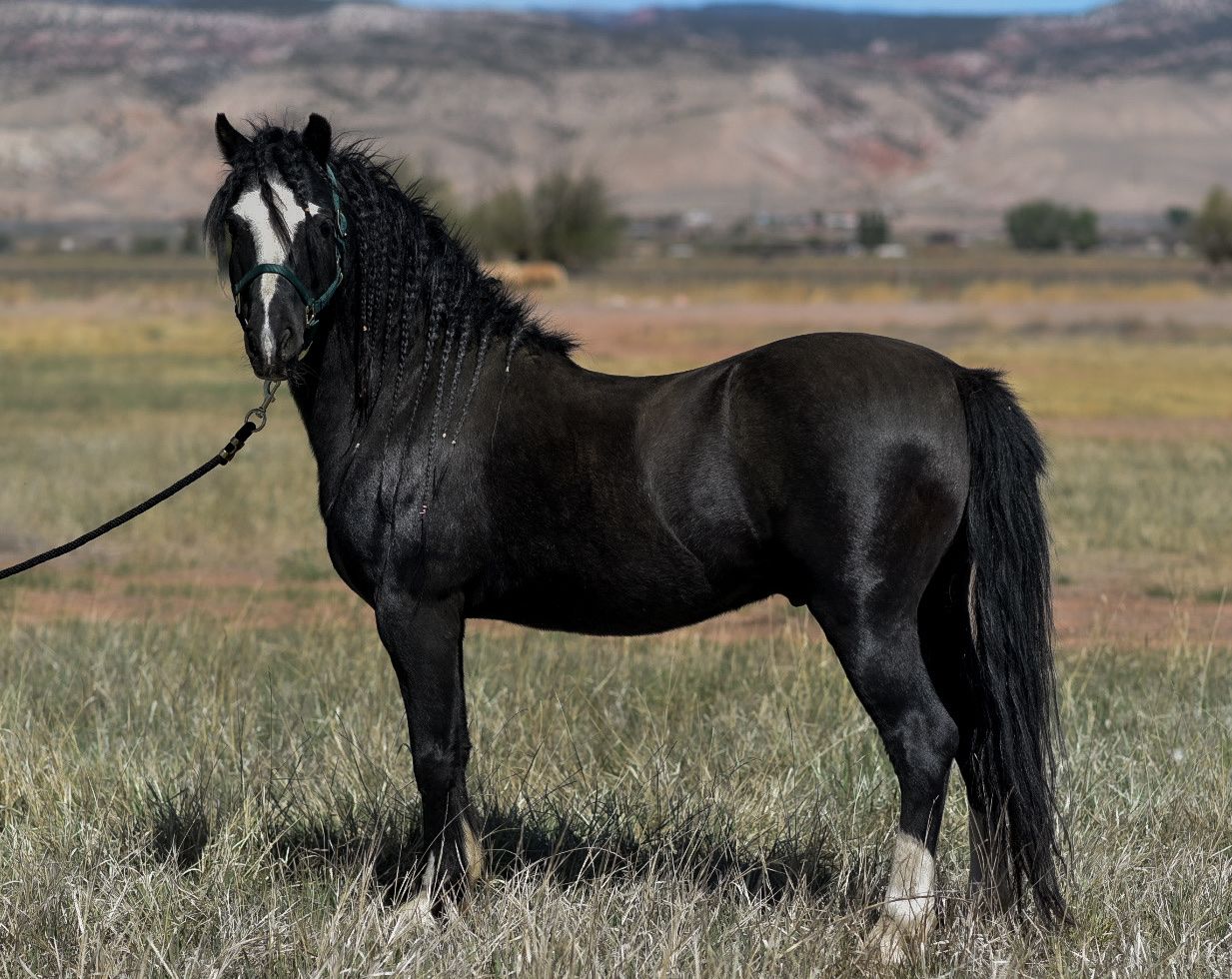 Welsh stallion and mares