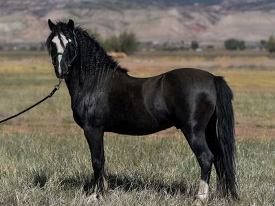 Welsh stallion and mares