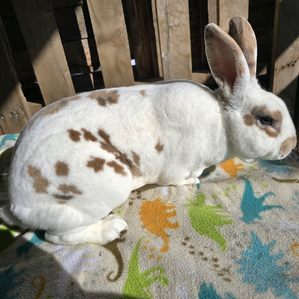pedigreed proven standard tricolor rex buck
