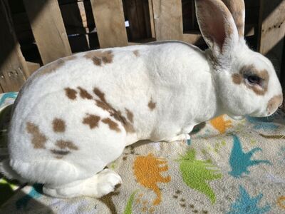 pedigreed proven standard tricolor rex buck