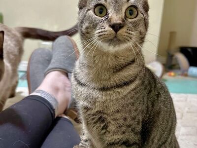 Domestic Short Hair