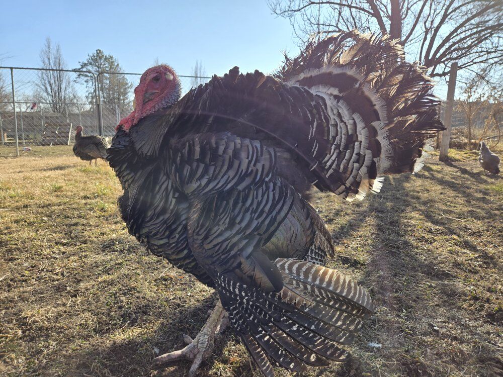 Pair of 2-Year-Old Free-Range Turkeys