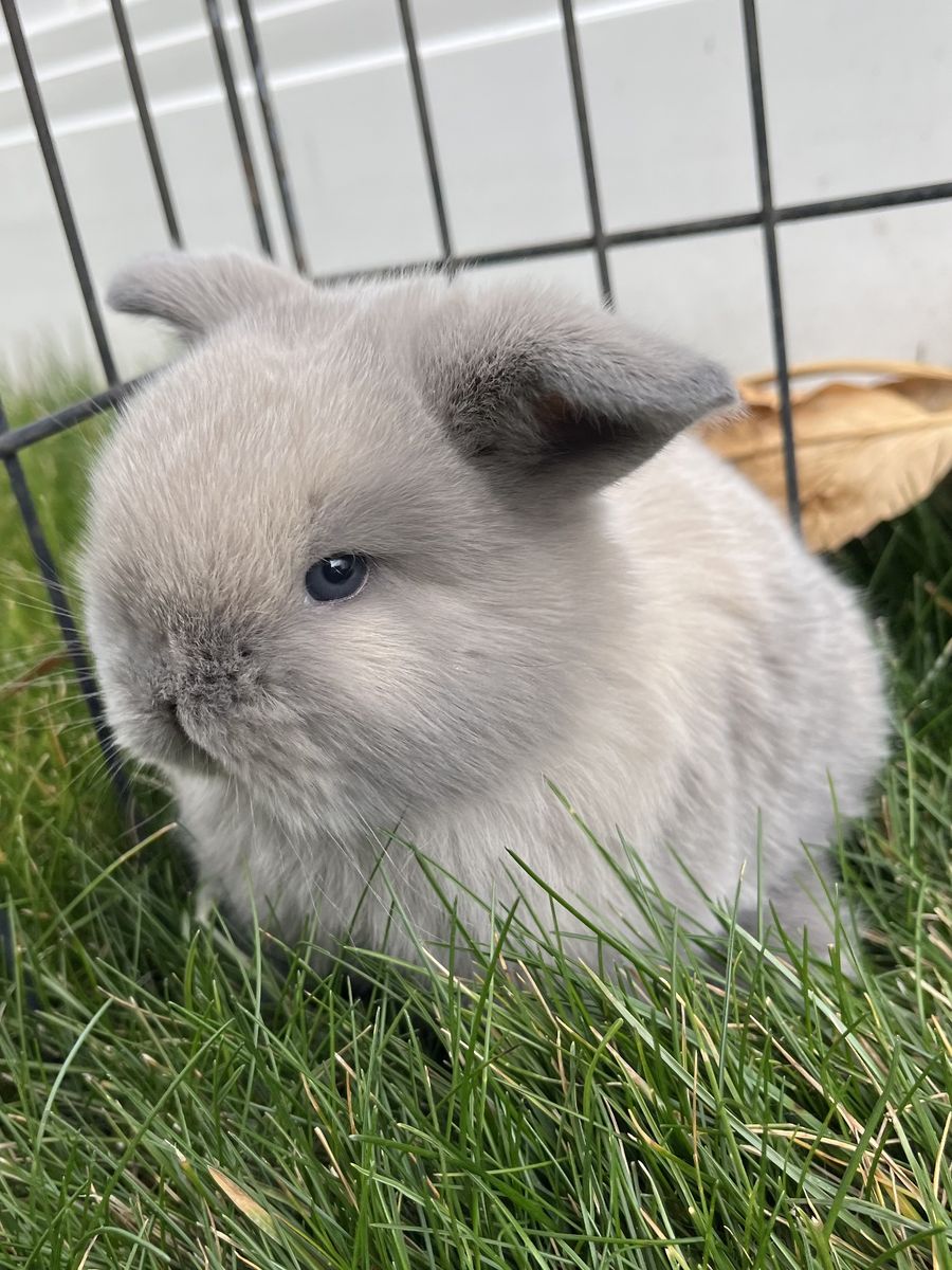 Holland Lop Female - Pedigreed