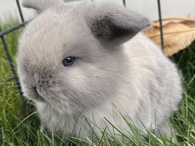 Holland Lop Female - Pedigreed