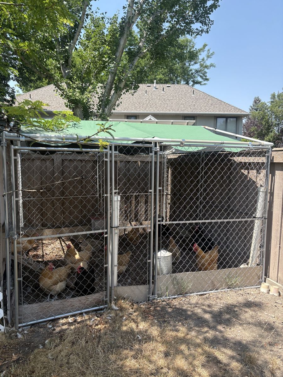 Outdoor Dog Kennel with Canopy Cover - Free