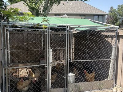 Outdoor Dog Kennel with Canopy Cover - Free