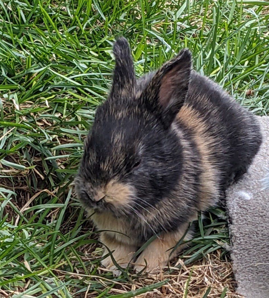 Baby Harlequin Bunny Rabbits