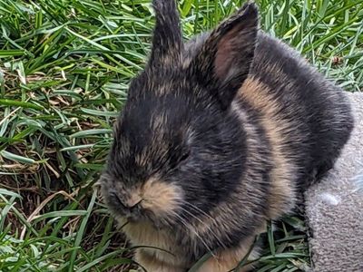 Baby Harlequin Bunny Rabbits