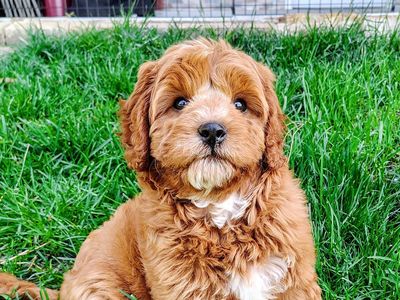 Multi-Gen GOLDEN CAVAPOO Puppy Poodle Golden Retriever Cavalier F1B Red White Puppies