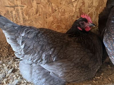 1.5yo Specialty Laying Hens