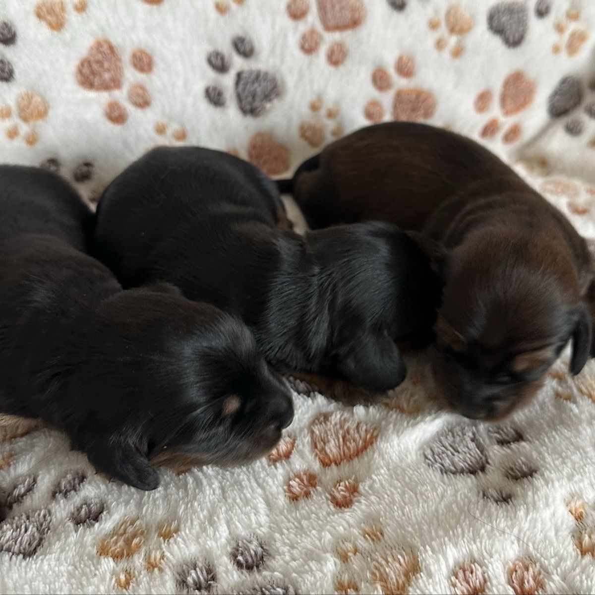 Long haired dachshund puppies. Super cute.