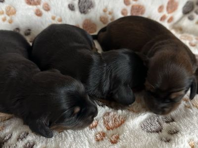 Long haired dachshund puppies. Super cute.