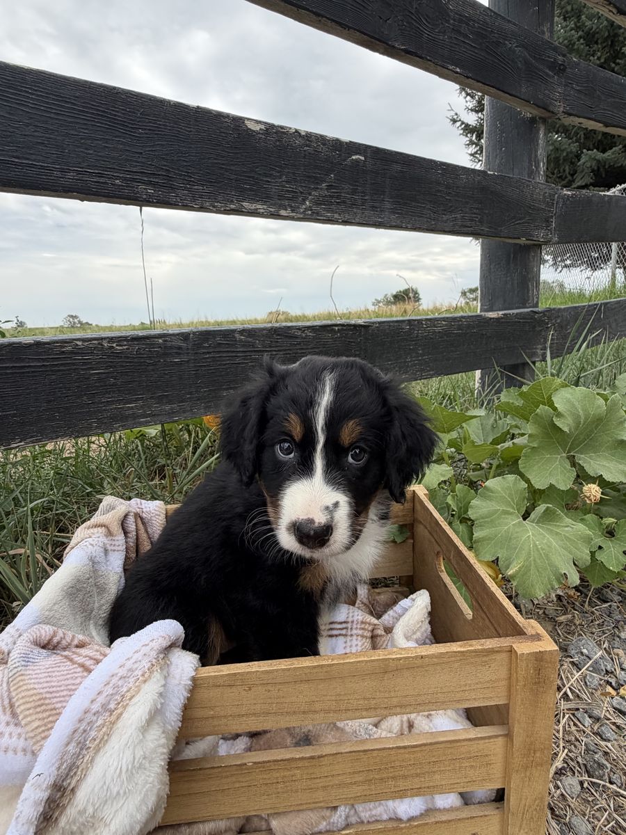 Australian Mountain Dog Puppy