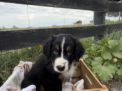 Australian Mountain Dog Puppy