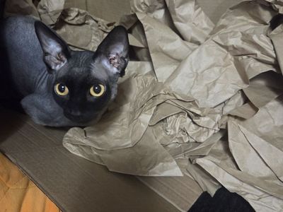 Sphynx Stud Available