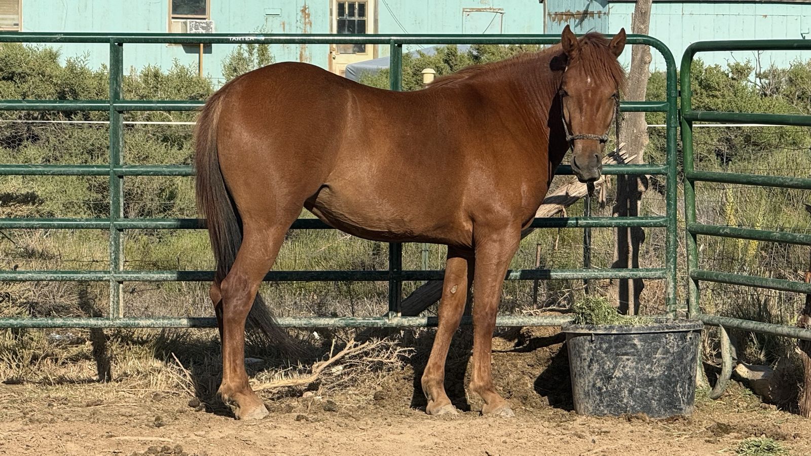 Sorrel mustang mare- Project! 2 1/2 years old