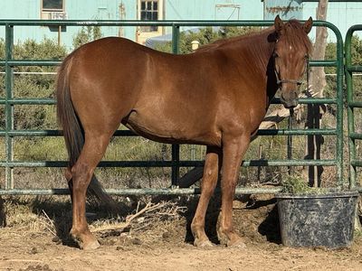 Sorrel mustang mare- Project! 2 1/2 years old