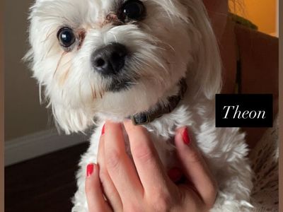 Two Sweet Maltese Dogs Looking for Loving Homes