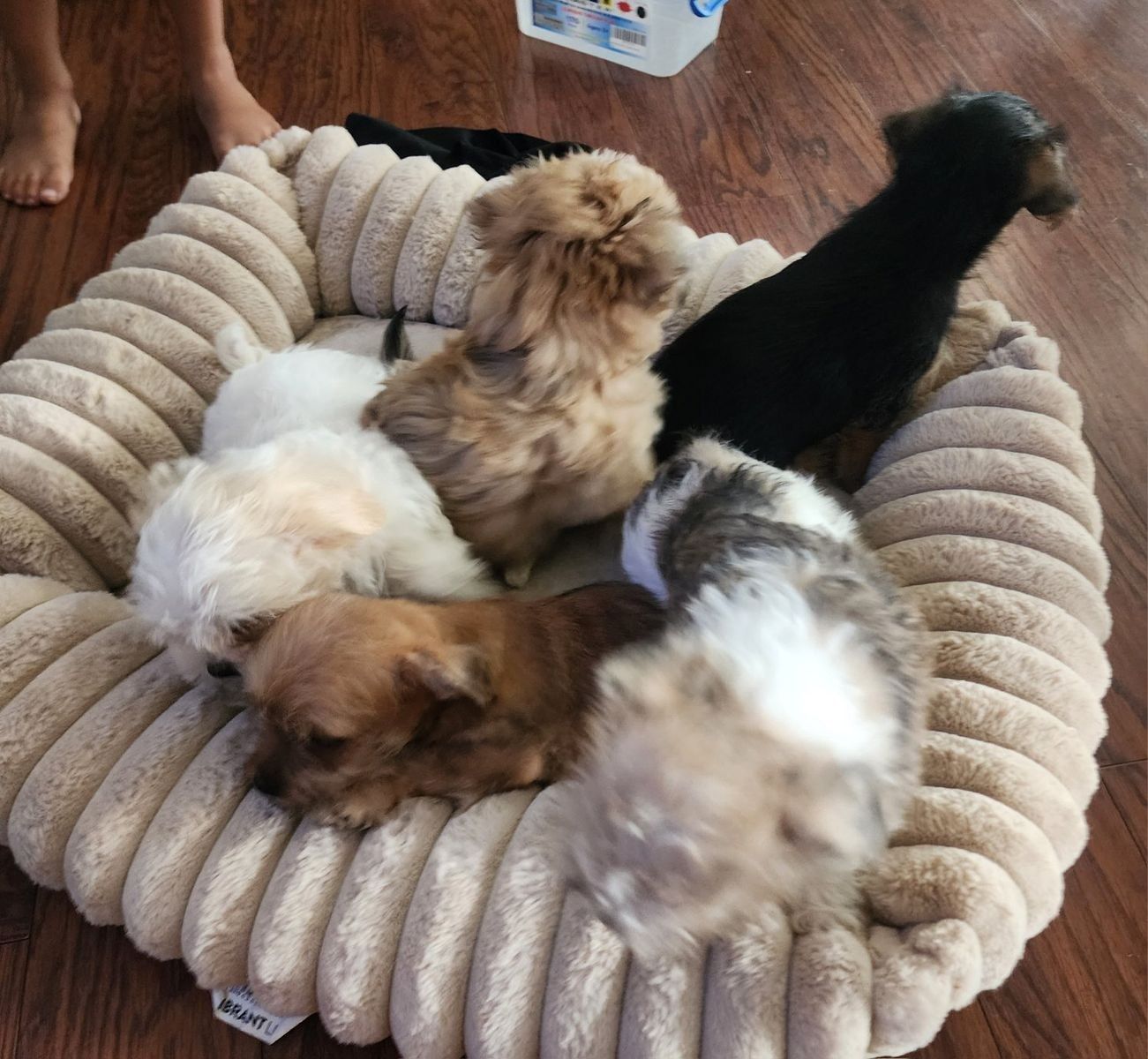 Yorkie/Maltese Mixed Breed Puppies