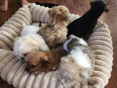 Yorkie/Maltese Mixed Breed Puppies