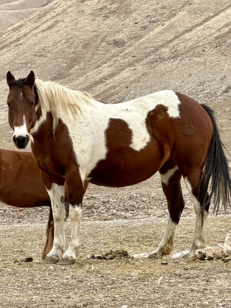 Young Paint Mare In Foal With Draft Cross