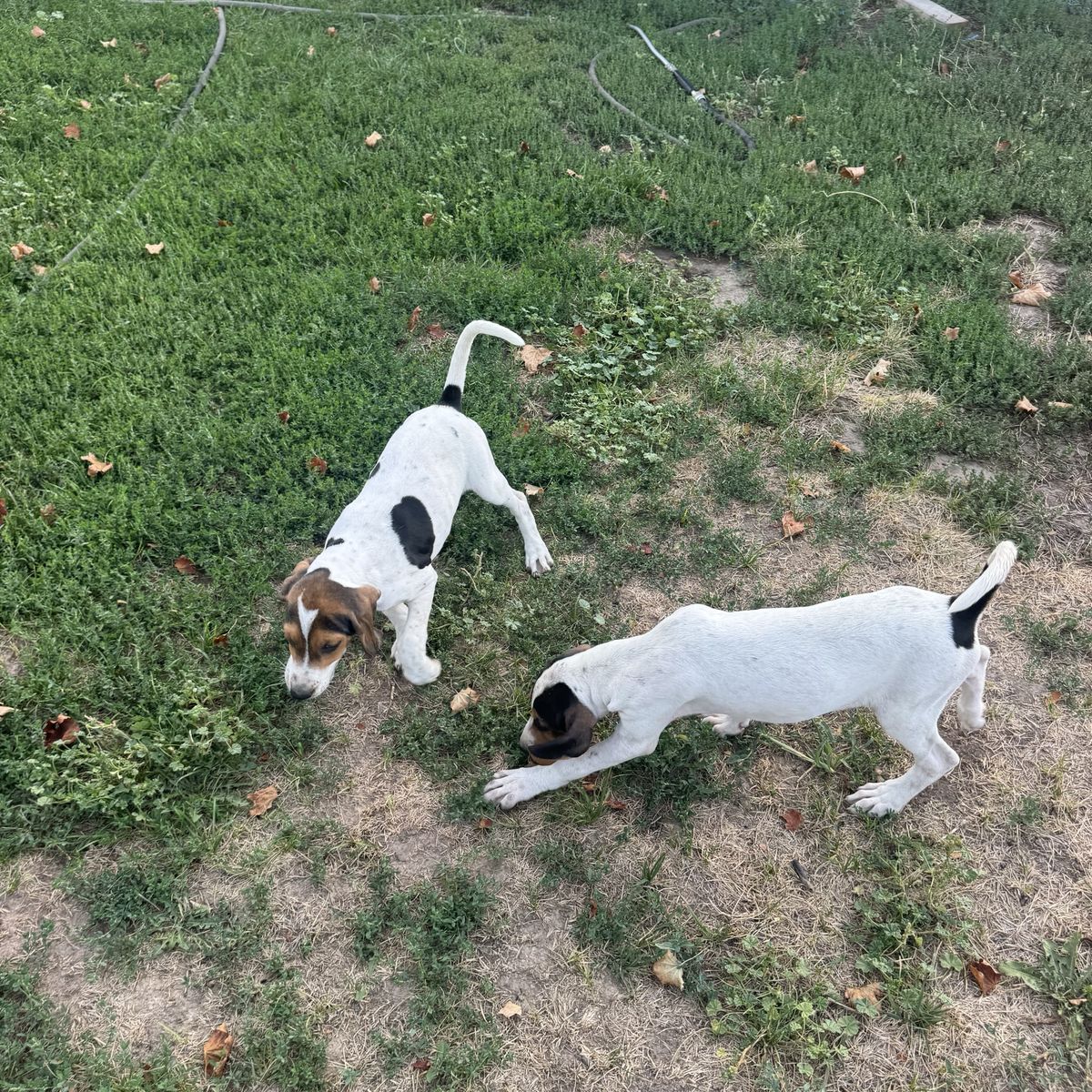 2 Female Walker Hound Puppies - 11 Weeks Old - had there first shot.